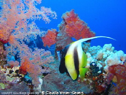 Panorama Reef by Claudia Weber-Gebert 